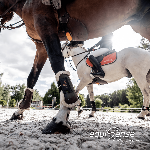 EQUISENSE - Outil de Mesure de Santé et Performances Motion S