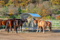 PATURA - Râtelier à  Foin Compact à Arceaux Sécurisés pour Chevaux 