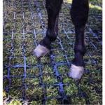 Dalles de Stabilisation Sols Paddock et Abris Chevaux STAB MAX, Lot 80 M2