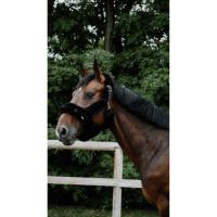 EQUITHEME - Licol doublé mouton synthétique ultra confort SNUGGY